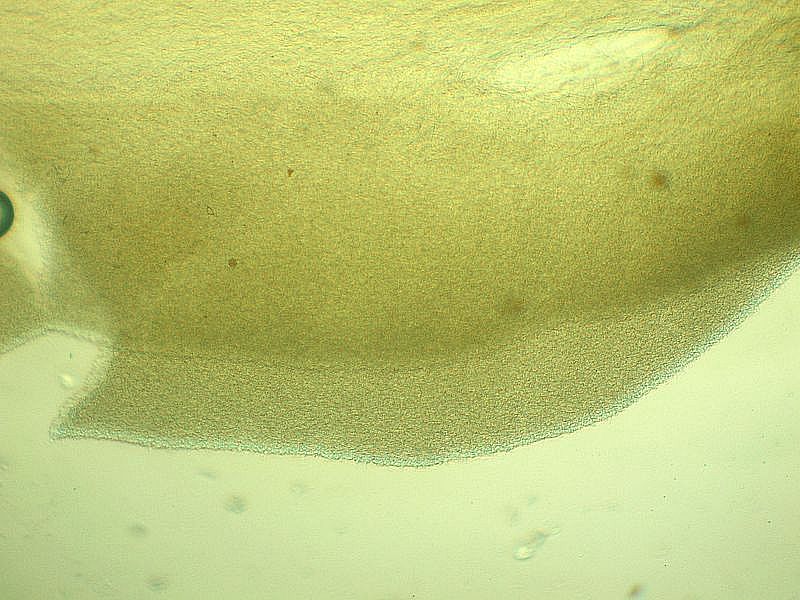 Baeospora myriadophylla    (Peck)   Singer, (1938)